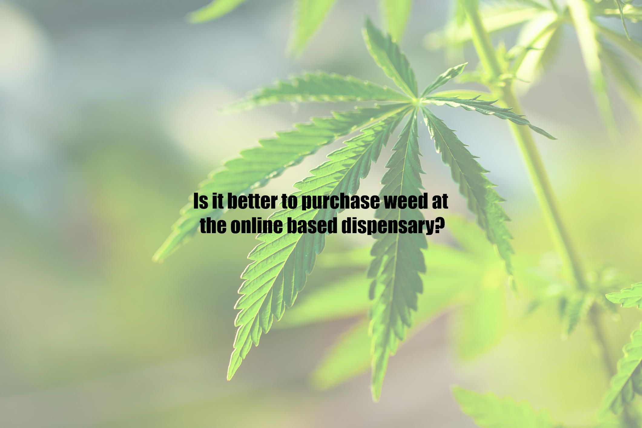 Is it better to purchase weed at the online based dispensary?